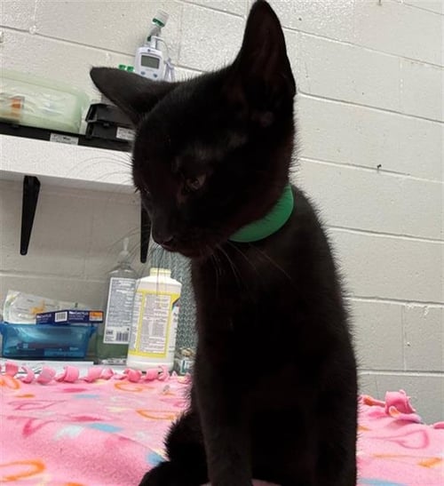 SQUARE - Domestic Short Hair available for adoption
