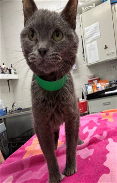 NINETEEN - Domestic Short Hair for adoption in Peoria