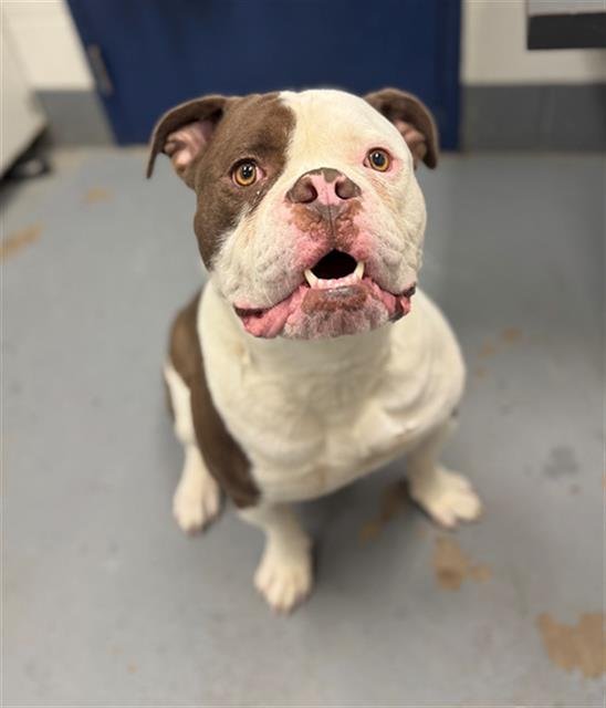 TURTLE - American Bulldog / Mastiff available for adoption