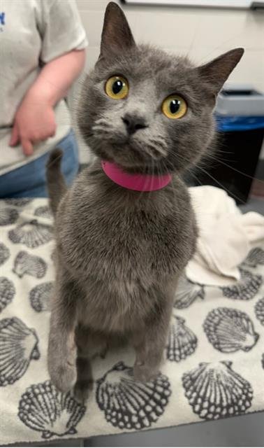 MIKYLA - Domestic Short Hair available for adoption
