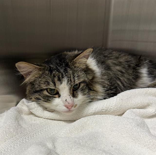 BECKETT - Domestic Long Hair available for adoption