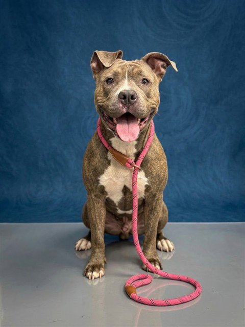 KELLY - Pit Bull Terrier available for adoption