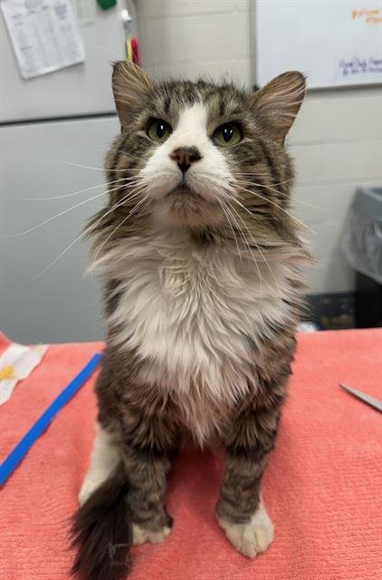 BLUEY - Domestic Long Hair available for adoption