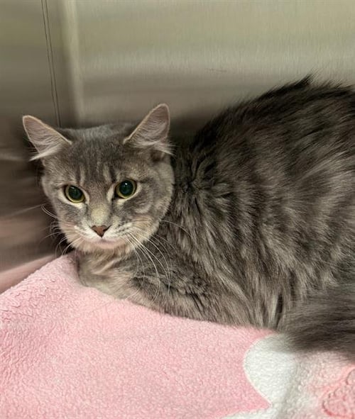 FRAN - Domestic Short Hair available for adoption