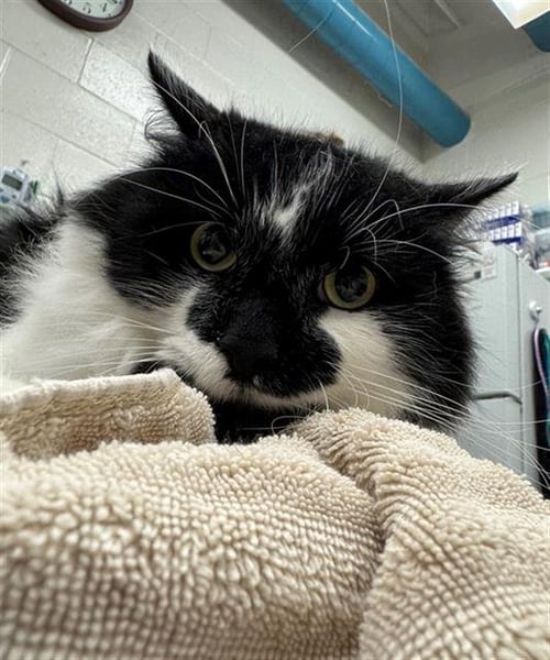 FLUFF - Domestic Medium Hair for adoption in Peoria