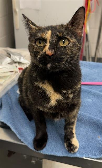 AMELIA - Domestic Short Hair available for adoption