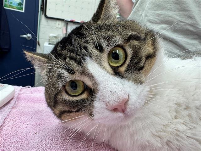 VERVAIN - Domestic Short Hair available for adoption