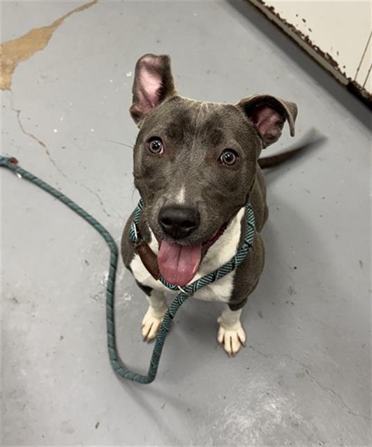 TORPEDO - Pit Bull Terrier available for adoption