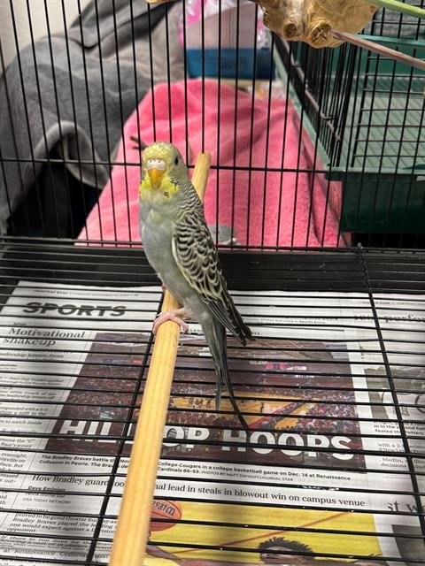 KAISER - Parakeet - Other available for adoption
