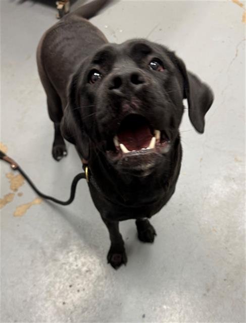 LADY GIRL - Labrador Retriever available for adoption