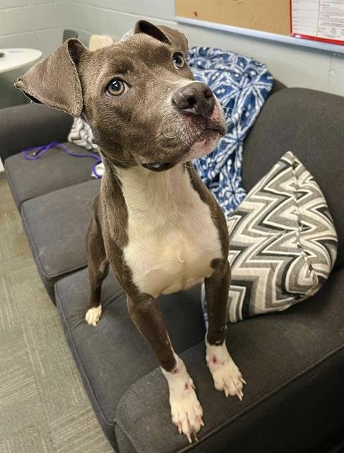 NILEY - Pit Bull Terrier available for adoption