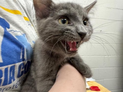 MCKENNA - Domestic Medium Hair available for adoption