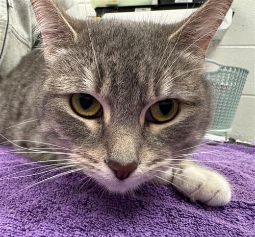 GRETEL - Domestic Short Hair available for adoption