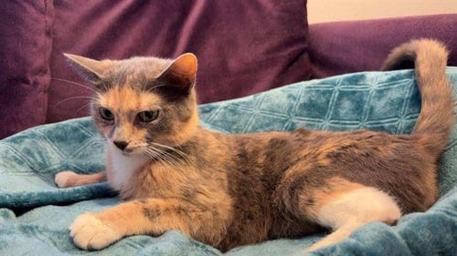 CHEROKEE - Domestic Short Hair available for adoption