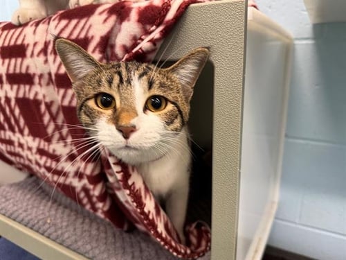 SELENA - Domestic Short Hair available for adoption