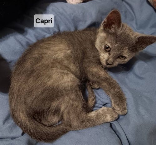 CAPRI - Domestic Short Hair for adoption in Peoria