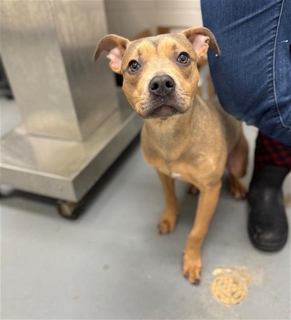 BROWN SUGAR - Pit Bull Terrier available for adoption