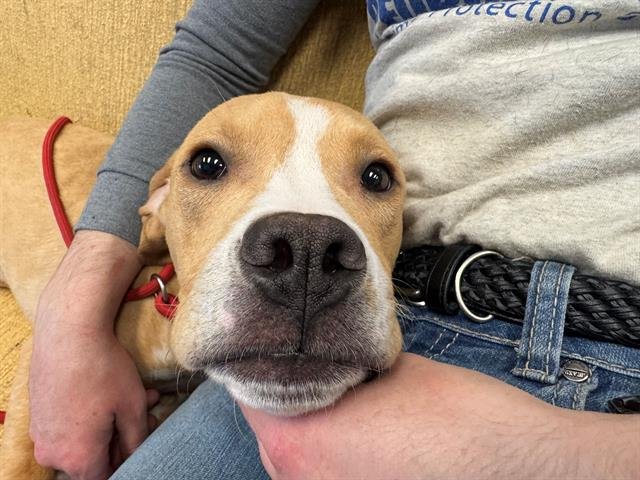 NEPTUNE - Labrador Retriever available for adoption