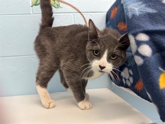 GALLENT - Domestic Short Hair available for adoption