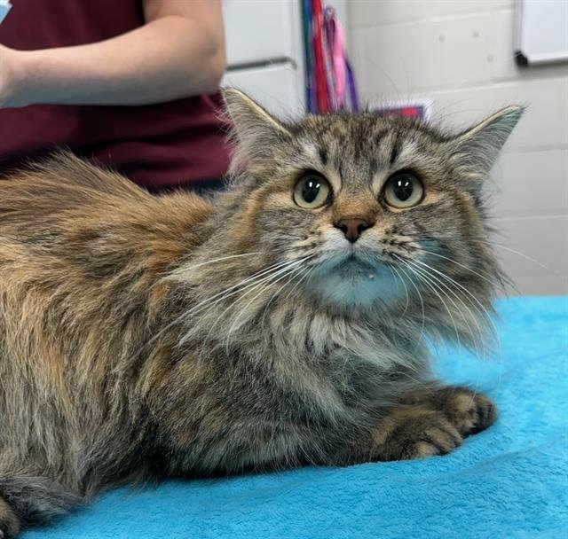 NORDY - Domestic Long Hair available for adoption