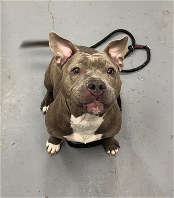 LYDIA - Pit Bull Terrier available for adoption