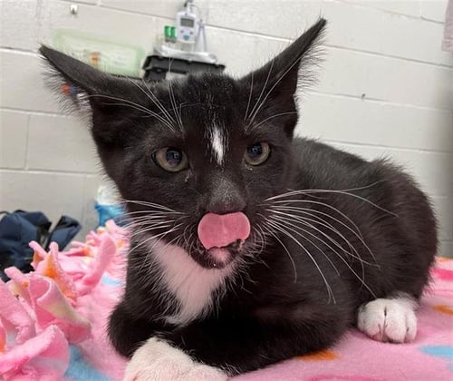 RHOMBUS - Domestic Short Hair available for adoption