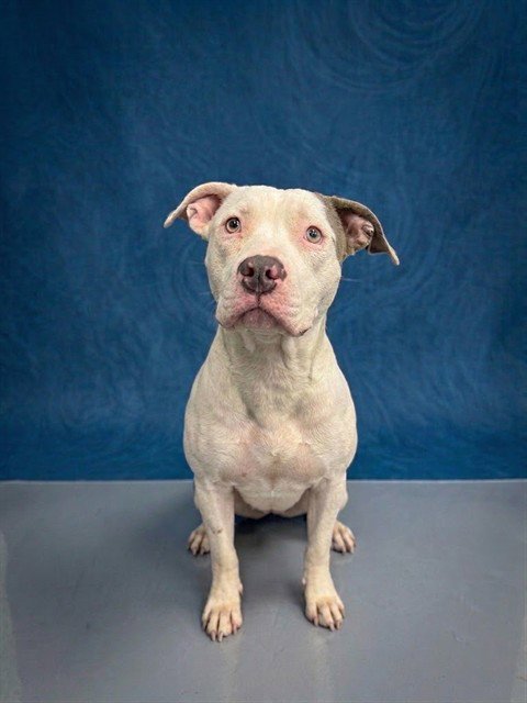 CASEY - Pit Bull Terrier available for adoption