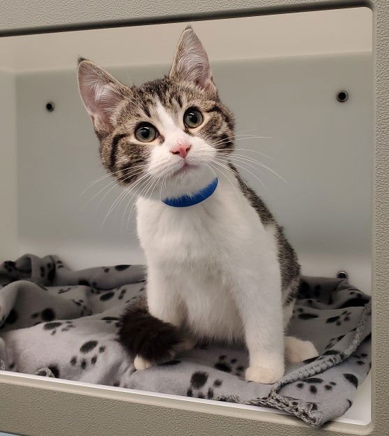 ANGEL - Domestic Short Hair available for adoption