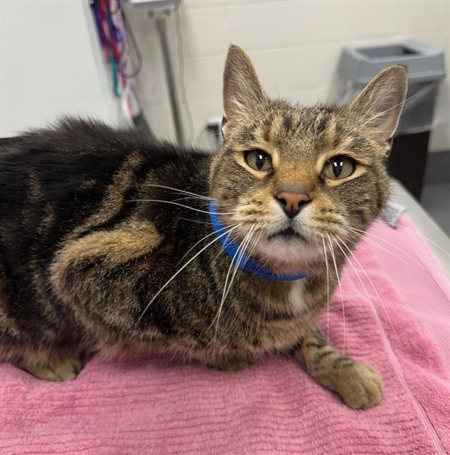 DAWSON - Domestic Short Hair available for adoption