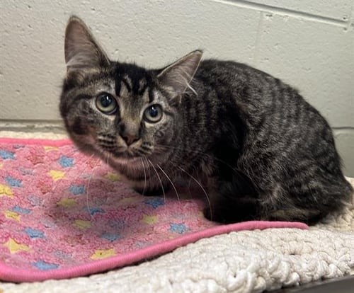 PIANO - Domestic Medium Hair available for adoption