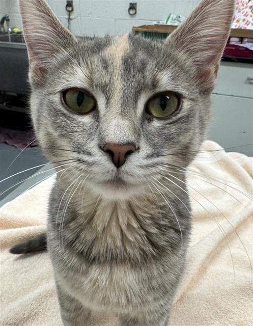 BELLFLOWER - Domestic Short Hair available for adoption