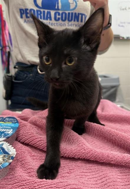 FRANK - Domestic Short Hair available for adoption