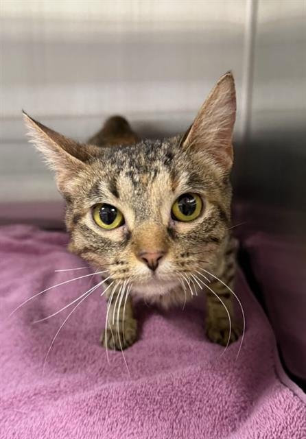 CHASCA - Domestic Short Hair available for adoption