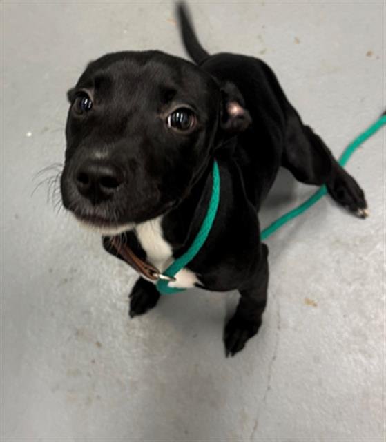 EVINRUDE - Terrier available for adoption