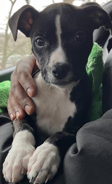 HAPPY - Terrier available for adoption