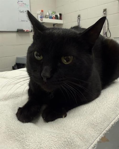 MCCHARMLESS - Domestic Short Hair available for adoption