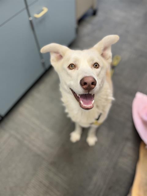 ROUTE 66 - Great Pyrenees / Husky available for adoption