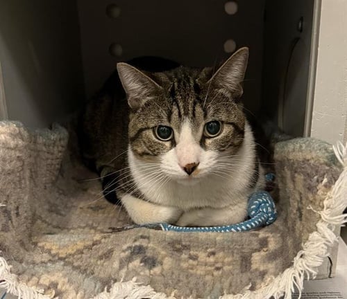 ULTA ROSS - Domestic Short Hair available for adoption