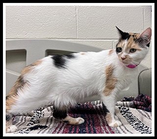 STELLA - Domestic Short Hair available for adoption