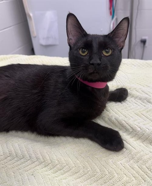 SOMERSET - Domestic Short Hair available for adoption