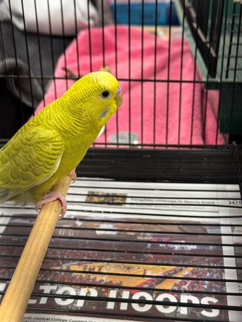 ZIPPY - Parakeet - Other available for adoption