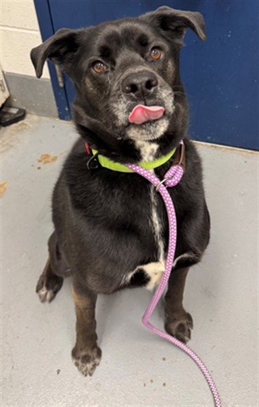 CAULDRON - Labrador Retriever / German Shepherd Dog for adoption in Peoria