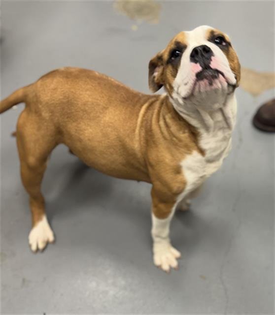 CHILLI - American Bulldog / Pit Bull Terrier available for adoption