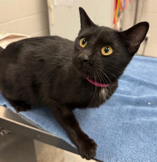 ISLA - Domestic Short Hair available for adoption