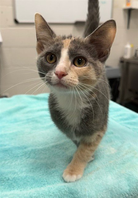 OPAL - Domestic Short Hair available for adoption