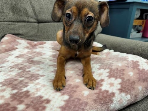 MY CHEMICAL ROMANCE - Terrier available for adoption