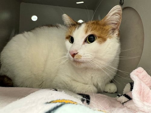 CHESTNUT - Domestic Short Hair available for adoption