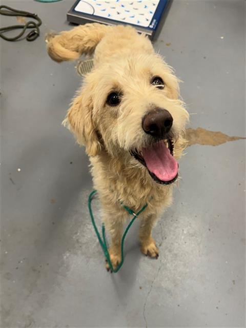 FRANKLIN - Labrador Retriever available for adoption