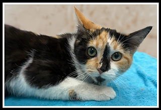 CRYSTAL LIGHT - Domestic Short Hair available for adoption