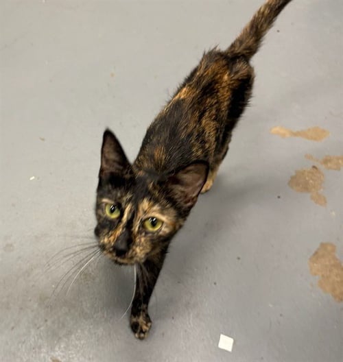 CHAMOMILE - Domestic Short Hair available for adoption
